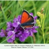 lycaena candens daghestan dz male 2